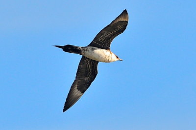 Parasitic Jaeger (third-cycle #6)