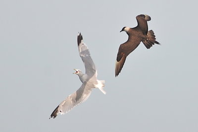 Parasitic Jaeger (third-cycle #6)