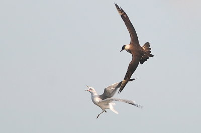Parasitic Jaeger (third-cycle #6)