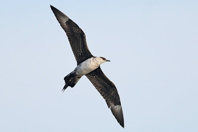 Parasitic Jaeger (third-cycle #6)