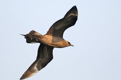 Parasitic Jaeger