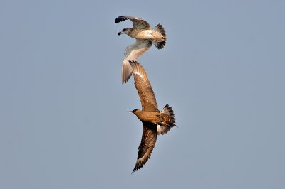 Parasitic Jaeger (third-cycle dark morph)