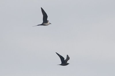 Long-tailed Jaeger (adult #1) with third-cycle dark morph Parasitic Jaeger