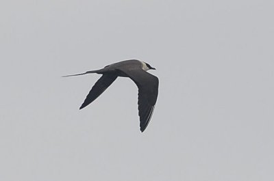 Long-tailed Jaeger