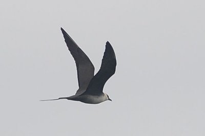 Long-tailed Jaeger (adult #1)