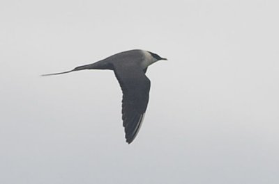 Long-tailed Jaeger (adult #1)