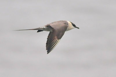 Long-tailed Jaeger (third-cycle #1)
