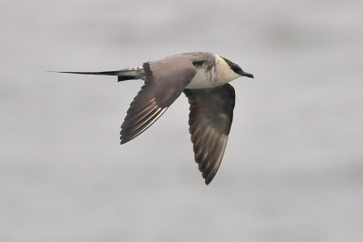 Long-tailed Jaeger (third-cycle #1)