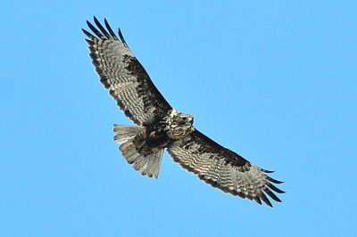 Harlan's Hawk dark morph