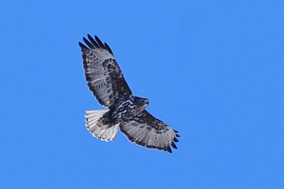 Harlan's Hawk