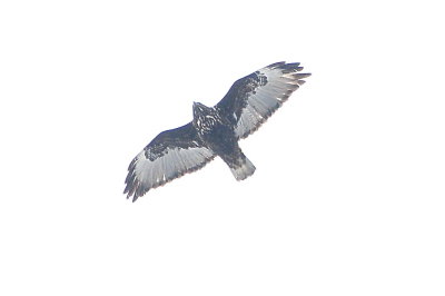 Harlan's Hawk dark morph