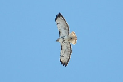 Harlan's Hawk
