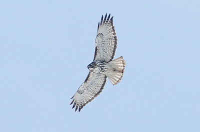 Harlan's Hawk