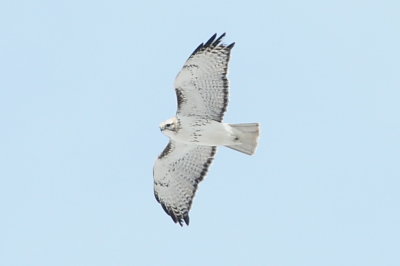 Harlan's Hawk