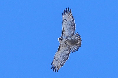 Harlan's Hawk
