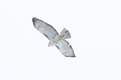 Harlan's Hawk