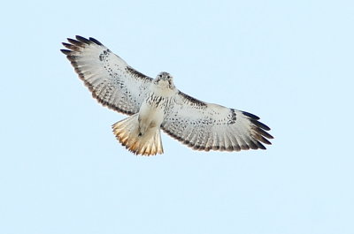 Harlan's Hawk light morph