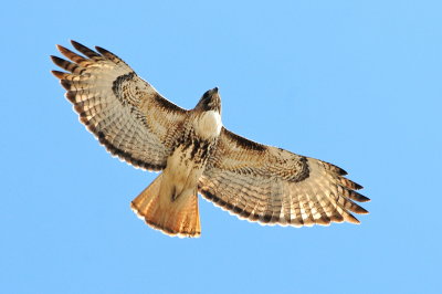 Red-tailed Hawk light morph