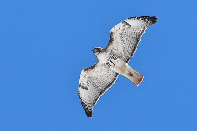 Red-tailed Hawk