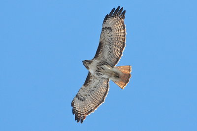 Red-tailed Hawk light morph