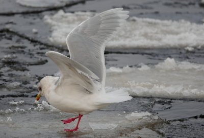 Iceland Gull adult