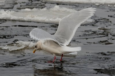 Iceland Gull adult