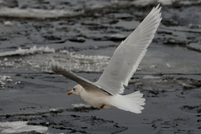 Iceland Gull adult