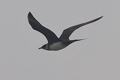 Parasitic Jaeger (adult #1)