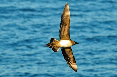Parasitic Jaeger (adult #3)
