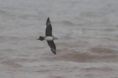 Parasitic Jaeger (adult #2)