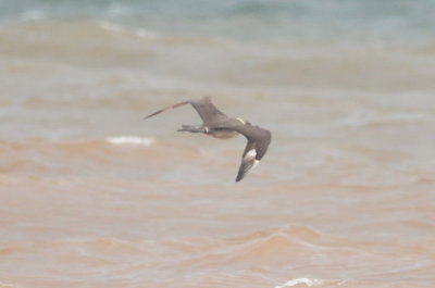 Parasitic Jaeger (third-cycle #5)