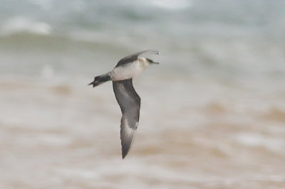 Parasitic Jaeger (third-cycle #5)