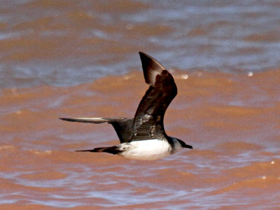 Parasitic Jaeger (third-cycle #12)