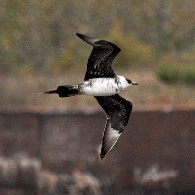 Parasitic Jaeger (third-cycle #6)