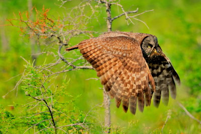 Great Gray Owl flying with vole