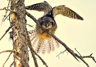 Northern Hawk Owl juvenile wing stretch