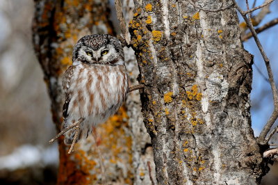 Boreal Owl in lichen covered aspen