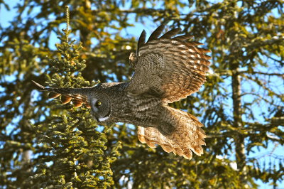Great Gray Owl