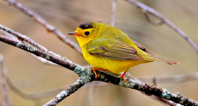Wilson's Warbler