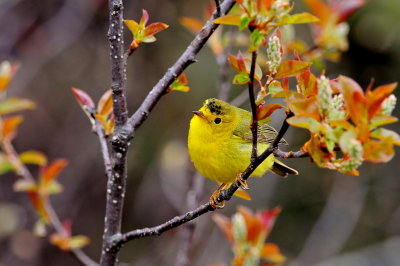 Wilson's Warbler