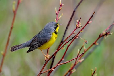 Canada Warbler