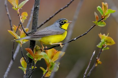 Canada Warbler
