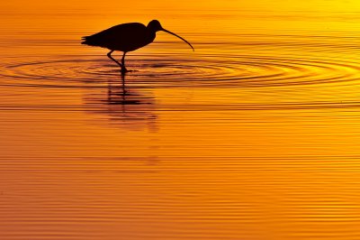 Long-billed Curlew