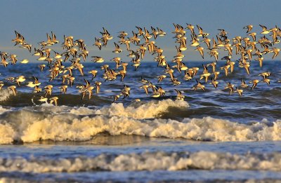 Sanderling