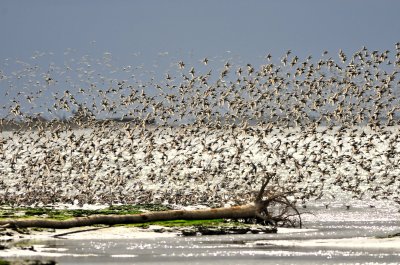 shorebirds