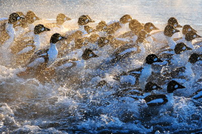 Common Goldeneye