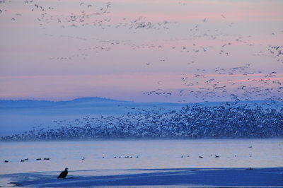 Bald Eagle and Snow Geese