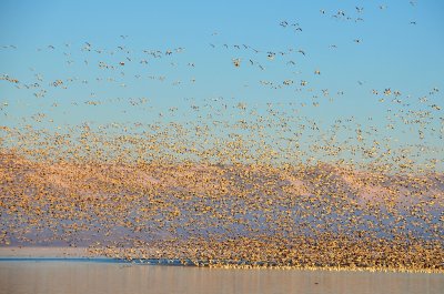 Snow Geese