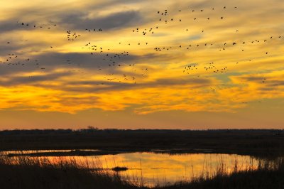 Sandhill Cranes
