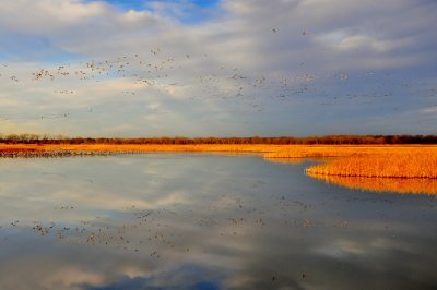 Sandhill Cranes